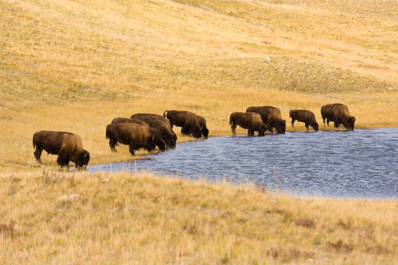 Bison Herd At Waterhole